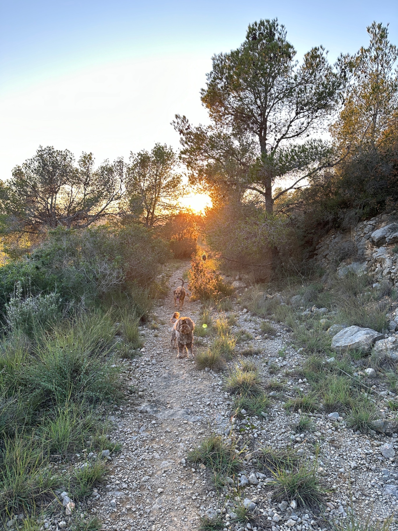 Two dogs on a trail at sunset