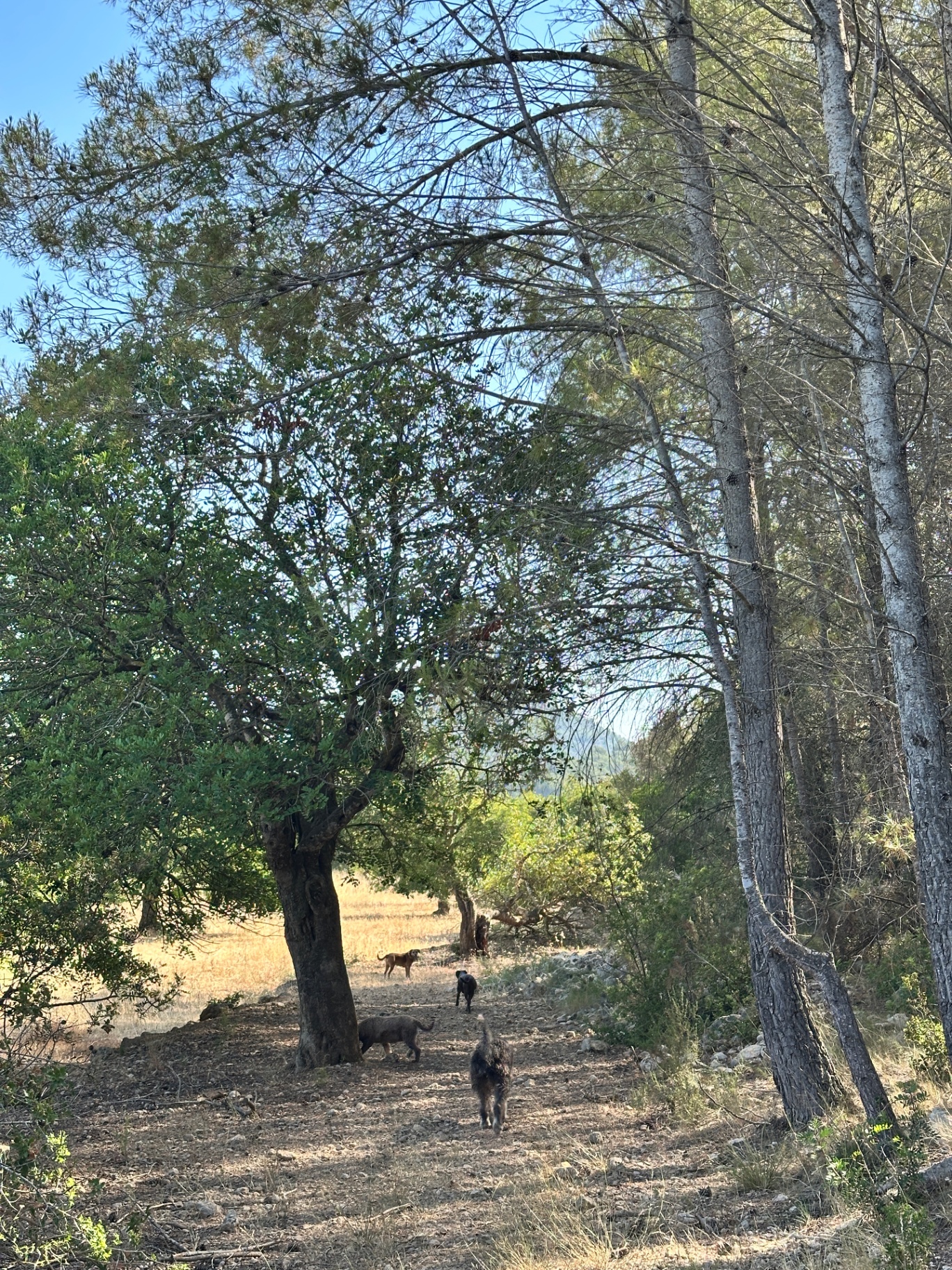 Pack of dogs roaming under shady trees