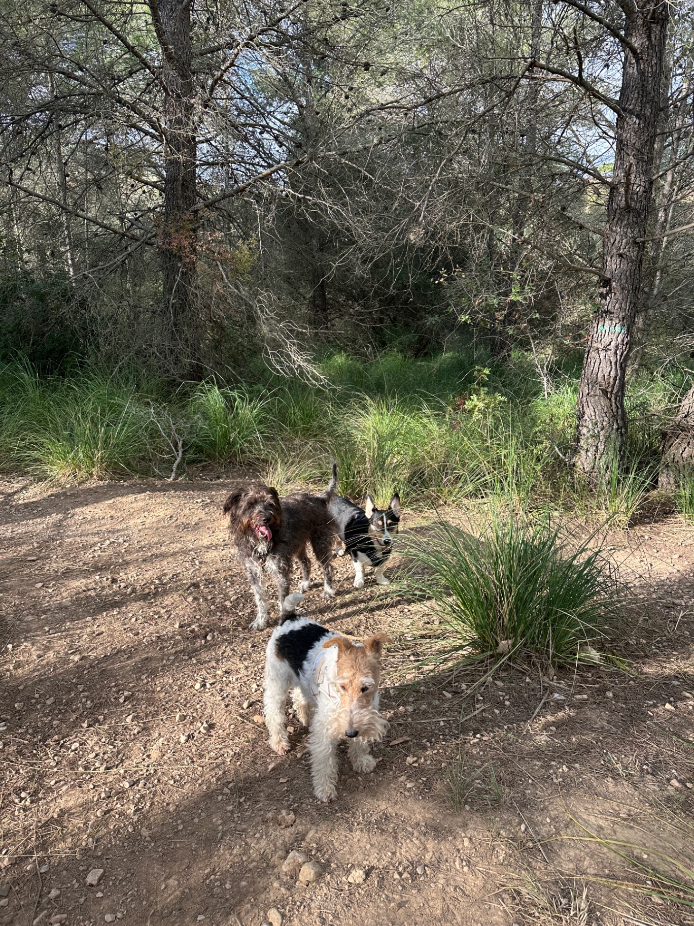 Three terriers exploring a pine forest path