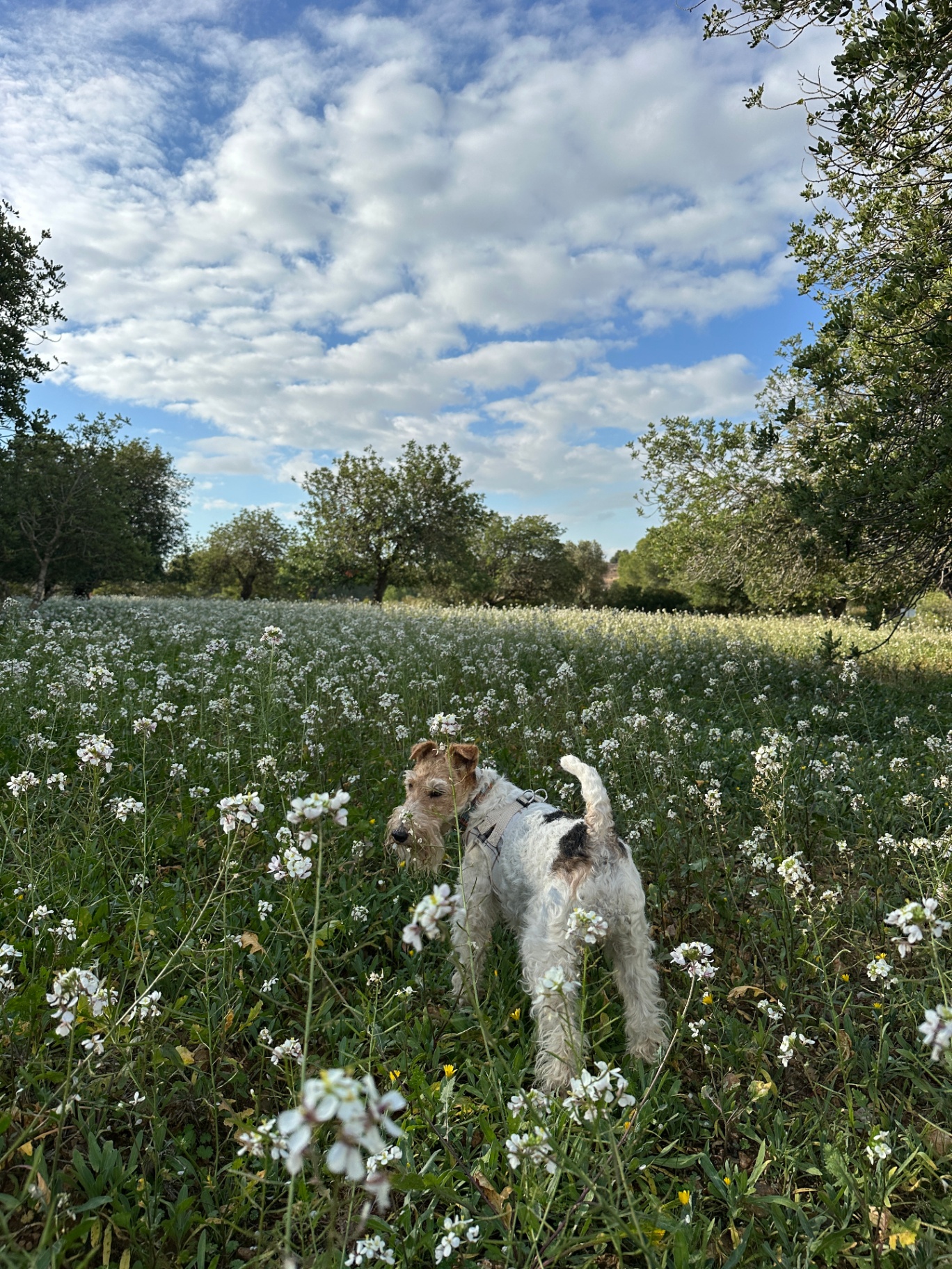 Terrier in a field of white flowers